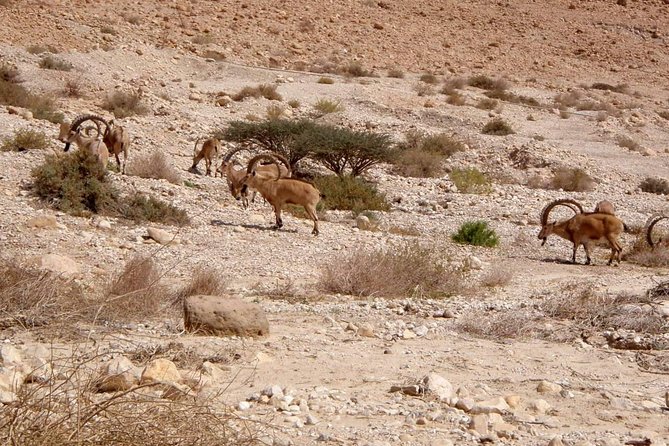 4WD Masada Ein Gedi Judea desert Dead Sea adventure 4x4 Tour. - Private Tour at $599 Per Group: How to Judge the Real Value