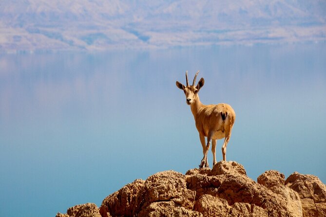 Desert Safari and Dead Sea Day Trip from Jerusalem - Included Coffee, Tea, and Bedouin-Style Snacks, Plus a Real Break