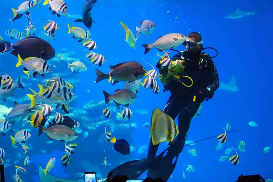 Eilat: Intro to Diving with Certified Instructor - Aqua Star, South Beach Eilat: Where You Start and What “No Pickup” Means