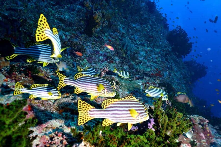 Eilat: Intro to Diving with Certified Instructor - What You’ll See: Fish, Coral, and a Healthy Reef System