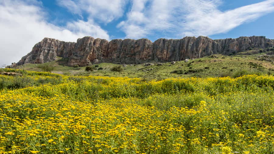 From Jerusalem: Day Trip to Golan Heights and Mount Bental - Hotel Pickup, Coach Time, and Why 10 Hours Is the Real Price Factor