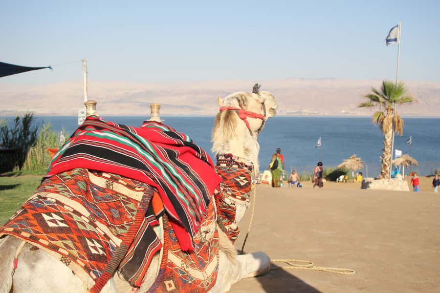 From Tel Aviv: Dead Sea Self-Guided Chill-Out Day Trip - The comfortable coach ride from Tel Aviv, what to expect