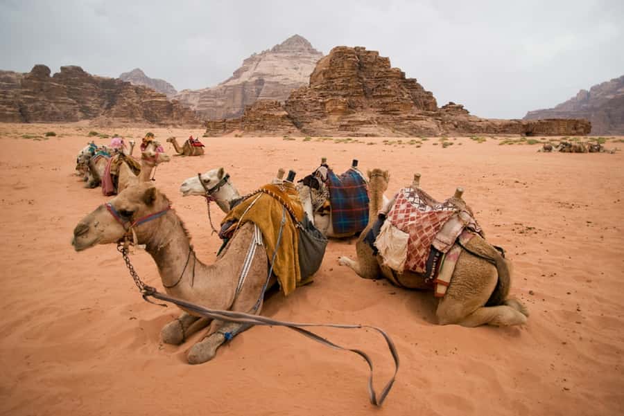 From Tel Aviv: Dead Sea Visit & Desert Safari - Key points that make this tour worth your time