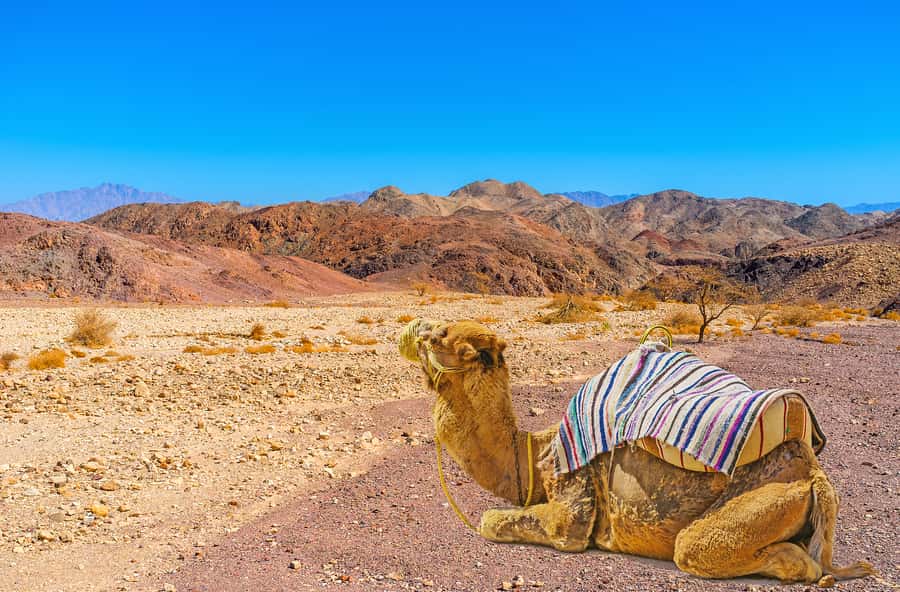 From Tel Aviv: Dead Sea Visit & Desert Safari - The 4WD jeep run: Dragot cliffs, ravines, and Murbaat caves
