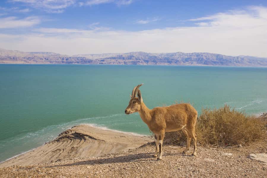 From Tel Aviv: Dead Sea Visit & Desert Safari - Dead Sea time: floating, dust wash-off, and black mud face mask