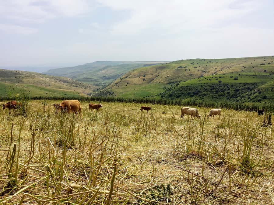 From Tel Aviv: Golan Heights Tour - Key highlights worth clocking