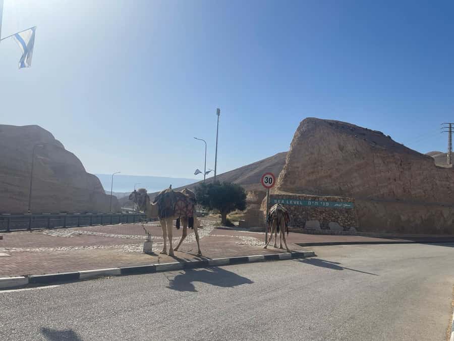 From Tel Aviv: Masada &Dead Sea Tour INCLUDING ENTRANCE FEES - Masada on Foot: Walls, Palace, Synagogue, Cisterns, Mosaics