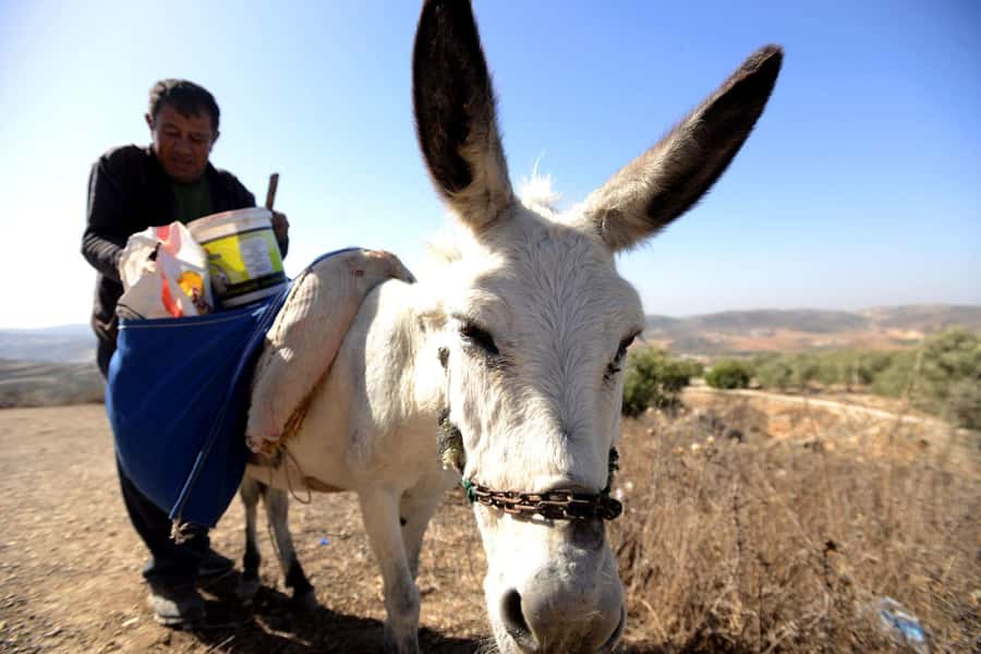 From Tel Aviv: West Bank Day Tour - Lunch around 1:00 PM: plan snacks so you can enjoy it