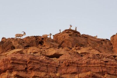 In Depth Introduction of the Ramon Crater