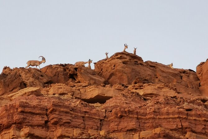 In Depth Introduction of the Ramon Crater - How the half-day timing usually feels in practice