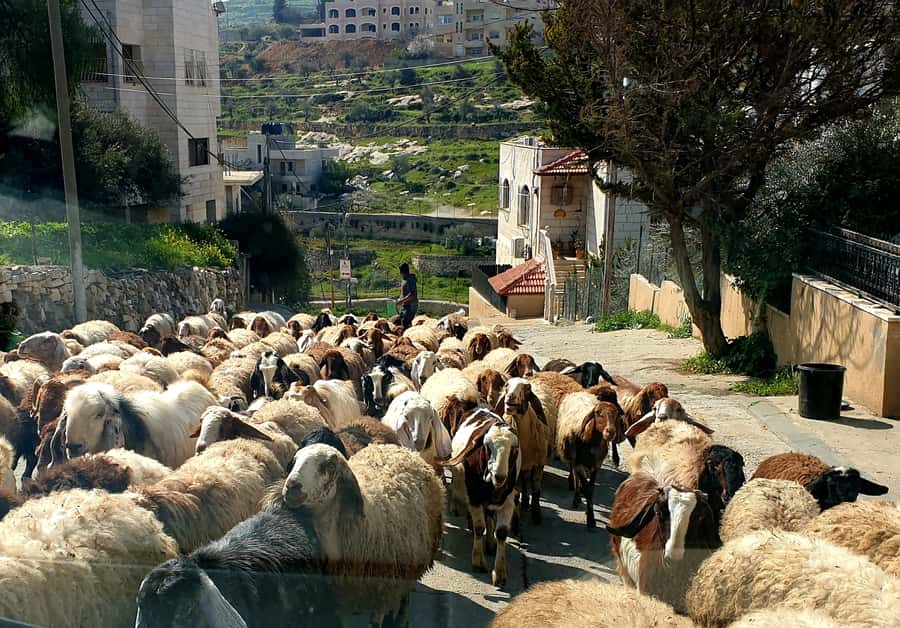 Jerusalem, Bethlehem, & Dead Sea Private Tour - Why This Jerusalem-Bethlehem-Dead Sea Day Feels Efficient