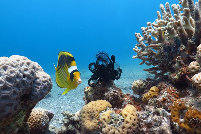 PADI Open Water Diver Course - 5 Days Scuba Diving - Meeting point and daily timing: what your mornings should look like
