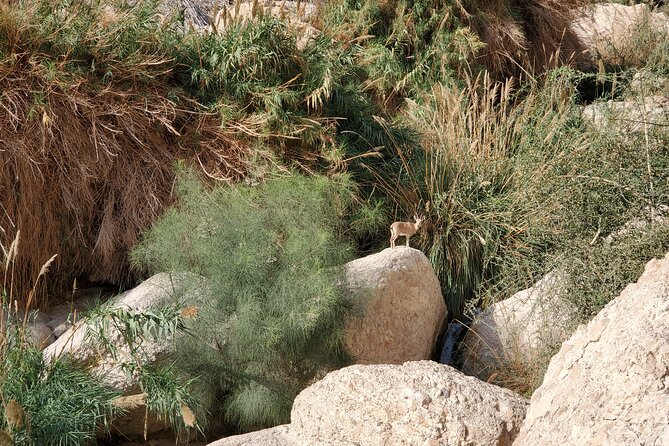 Private Day Tour in Masada and the Dead Sea - Price and Value: What $700 Per Group Really Buys You
