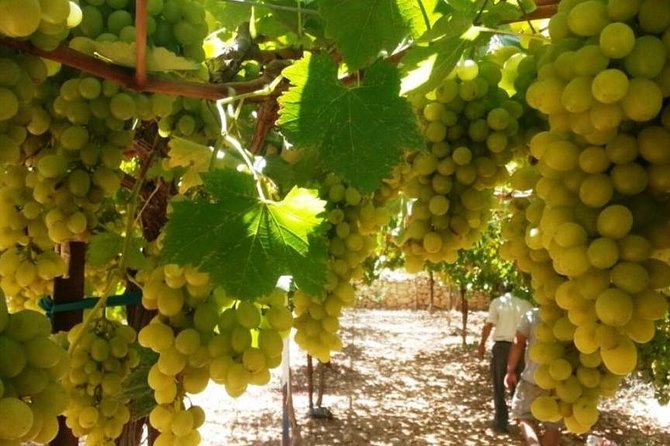 Private Israeli Wines Tour of the Central Israel - Key Highlights Worth Marking on Your Day