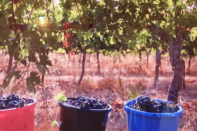 Private Israeli Wines Tour of the Central Israel - Should You Book It? My Decision Guide