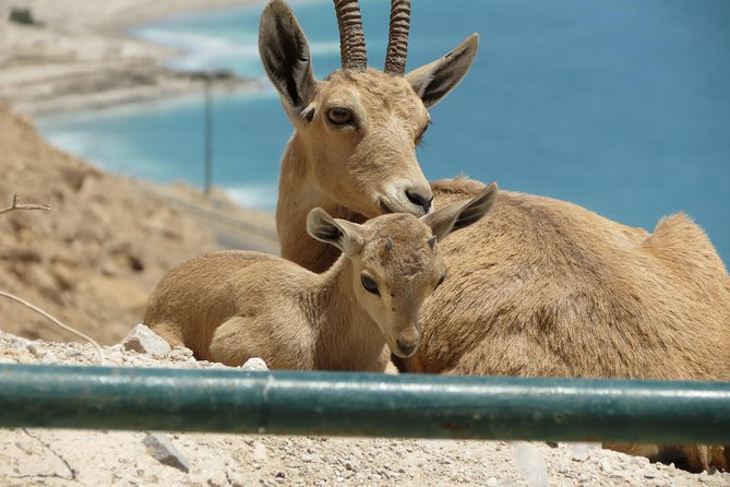 Private Tour: Dead Sea and Masada - What the $475 price actually buys, and how to judge value