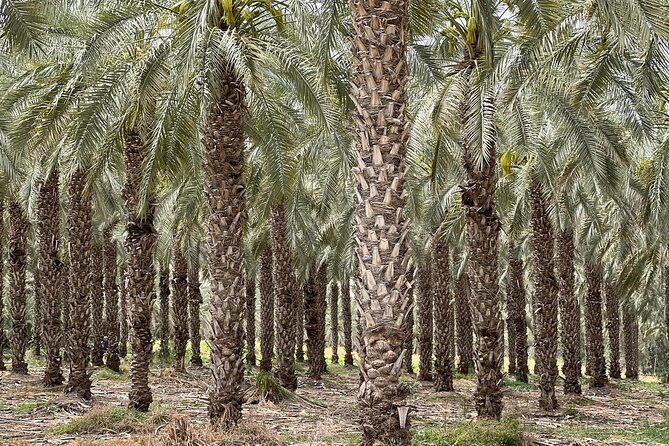 Private Tour to Nazareth & Sea of Galilee & Jordan River Yardenit - Exclusive - Sea of Galilee day: Beatitudes, Capernaum, Tabgha, Magdala