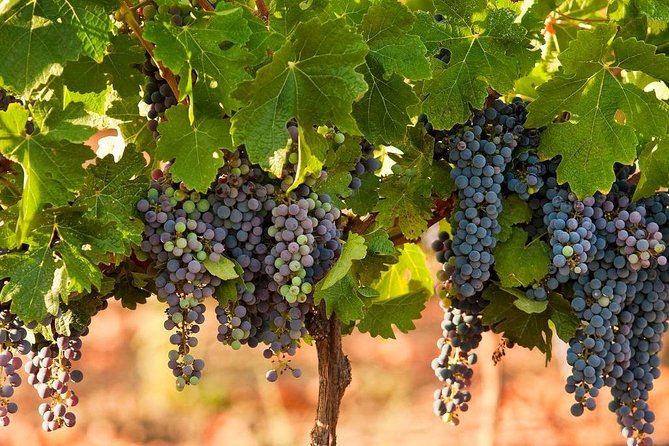 Private wine tour of Northern Israel - What you actually do at each winery stop