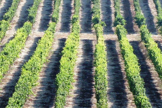 Private wine tour of Northern Israel - Wine tastings, money, and how to avoid decision fatigue