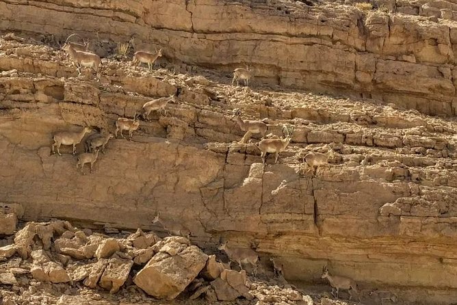 Ramon Crater Jeep Tour from Mitzpe Ramon - Why drive into Ramon Crater instead of just looking from above?