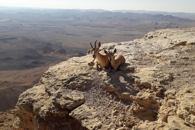 Rappelling Down the Ramon Crater Cliff - What to bring so the experience feels smooth in real desert conditions