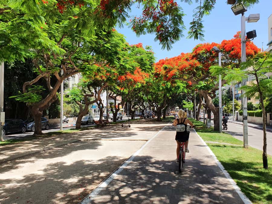 Tel Aviv 3-Hour Easy Bike Tour - Rothschild Boulevard to Rabin’s Square: the city’s grand, readable spine