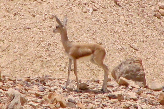 Two hour guided jeep tour in to and around the Ramon crater - Stop 4: Mt Gvanim Summit Stop With Wide Views